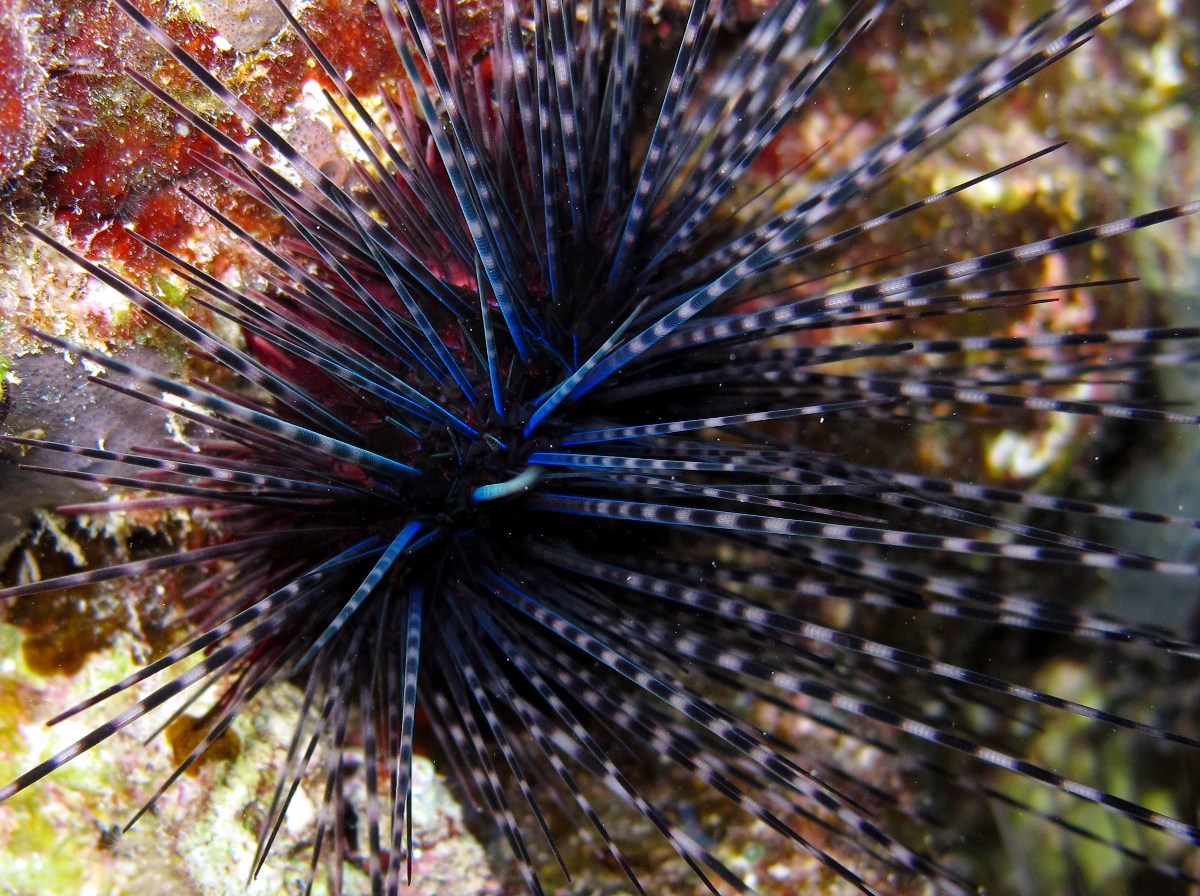 Long-Spined Urchin - Diadema antillarum