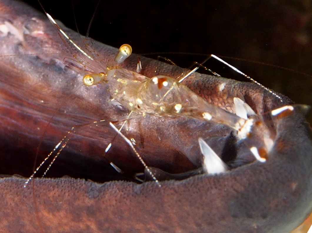 Urocaridella sp. 1 - Urocaridella sp. 1