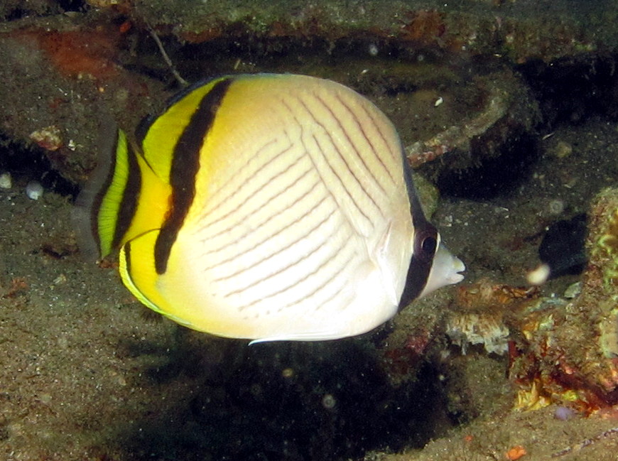Vagabond Butterflyfish - Chaetodon vagabundus