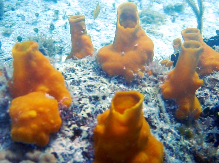 Variable Boring Sponge - Aka coralliphaga