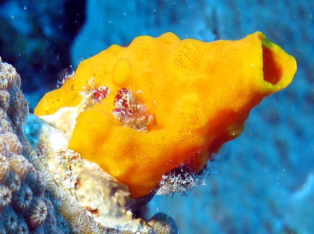 Variable Boring Sponge - Aka coralliphaga