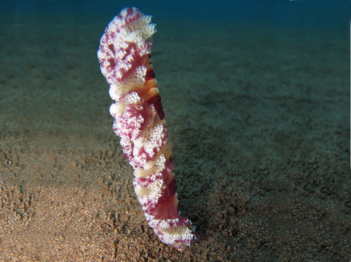 Virgularia sp. 3 - Virgularia sp. 3