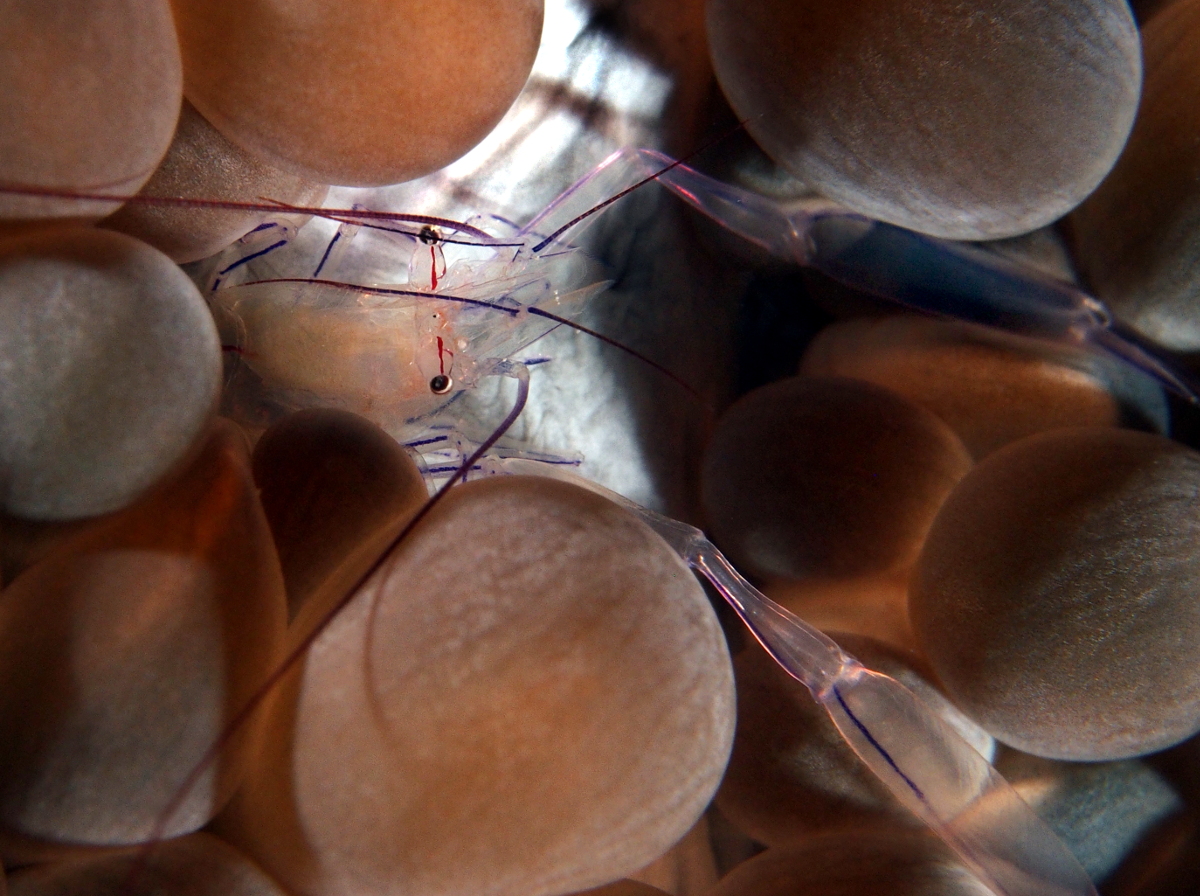 Bubble Coral Shrimp - Vir philippinensis