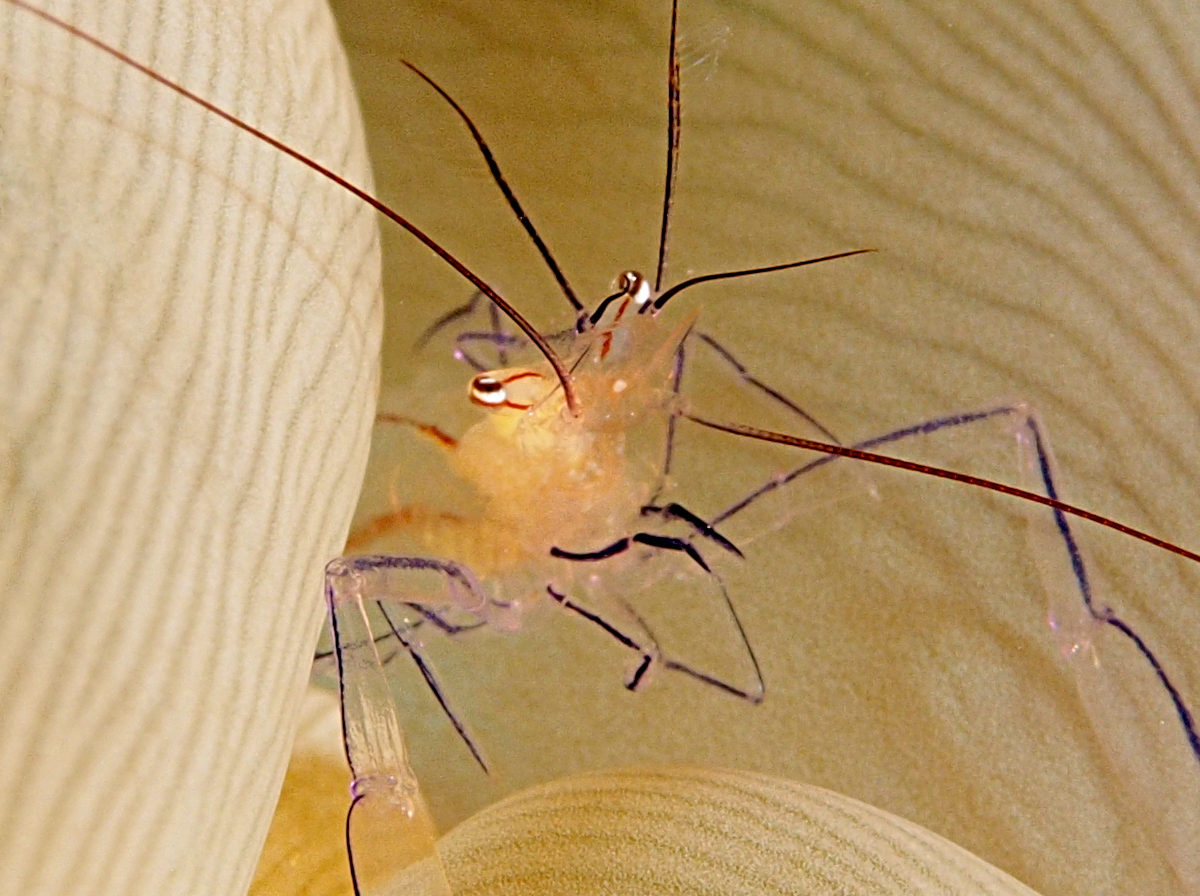 Bubble Coral Shrimp - Vir philippinensis
