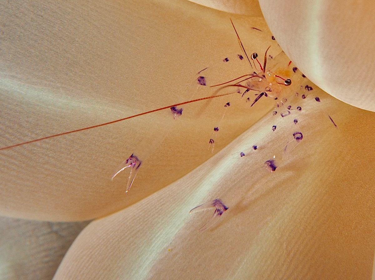 Bubble Coral Shrimp - Vir philippinensis