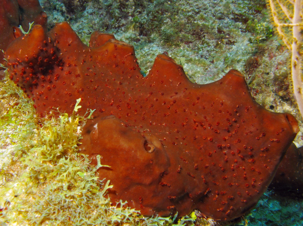 Dark Volcano Sponge - Svenzea zeai