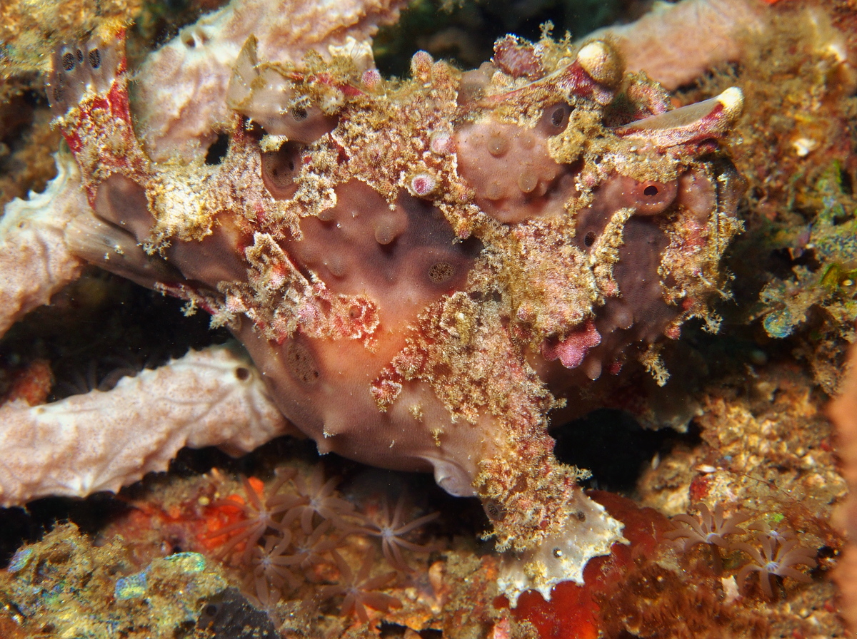 Warty Frogfish - Antennarius maculatus