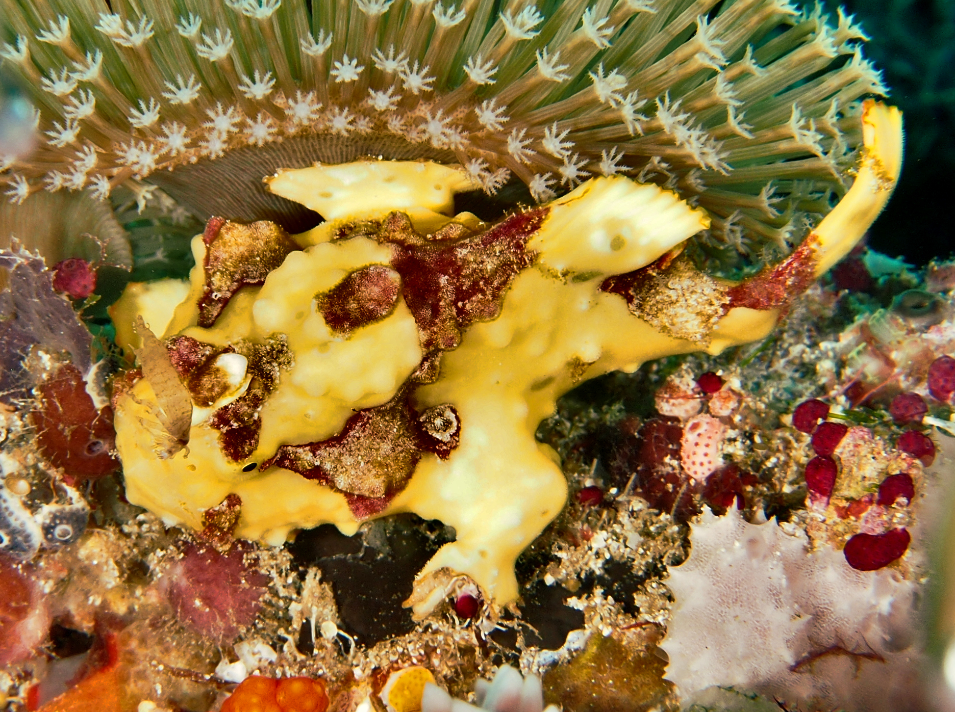 Warty Frogfish - Antennarius maculatus