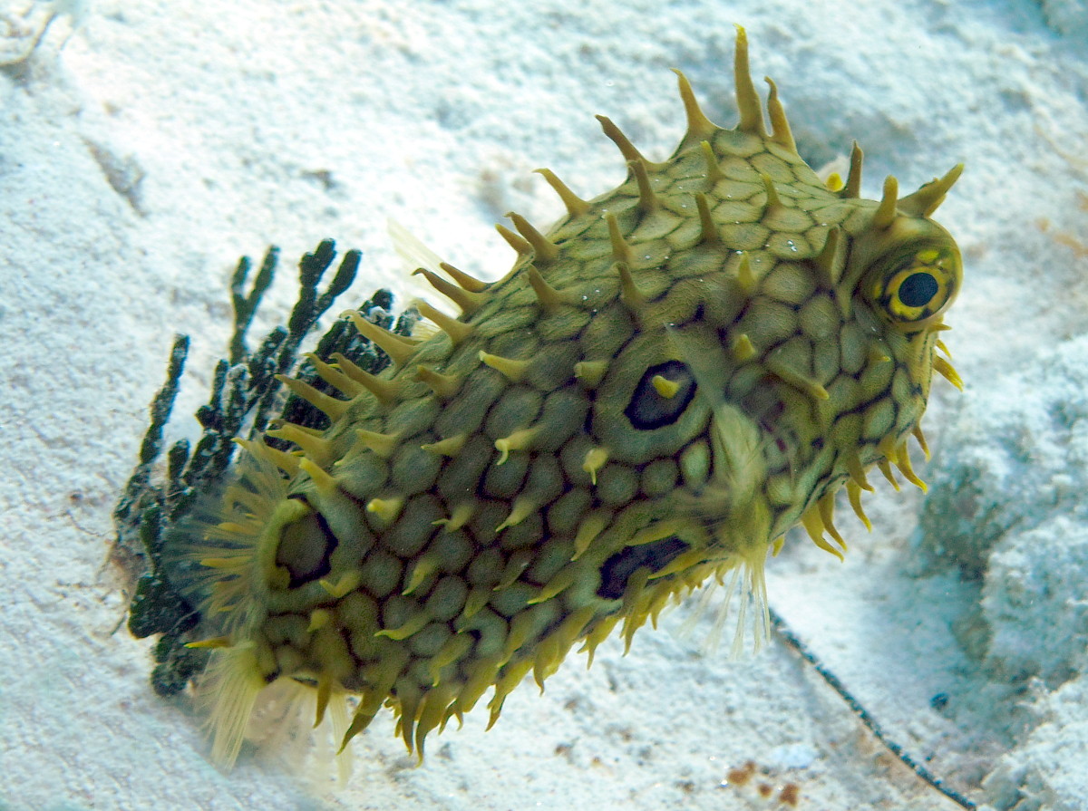 Web Burrfish - Chilomycterus antillarum