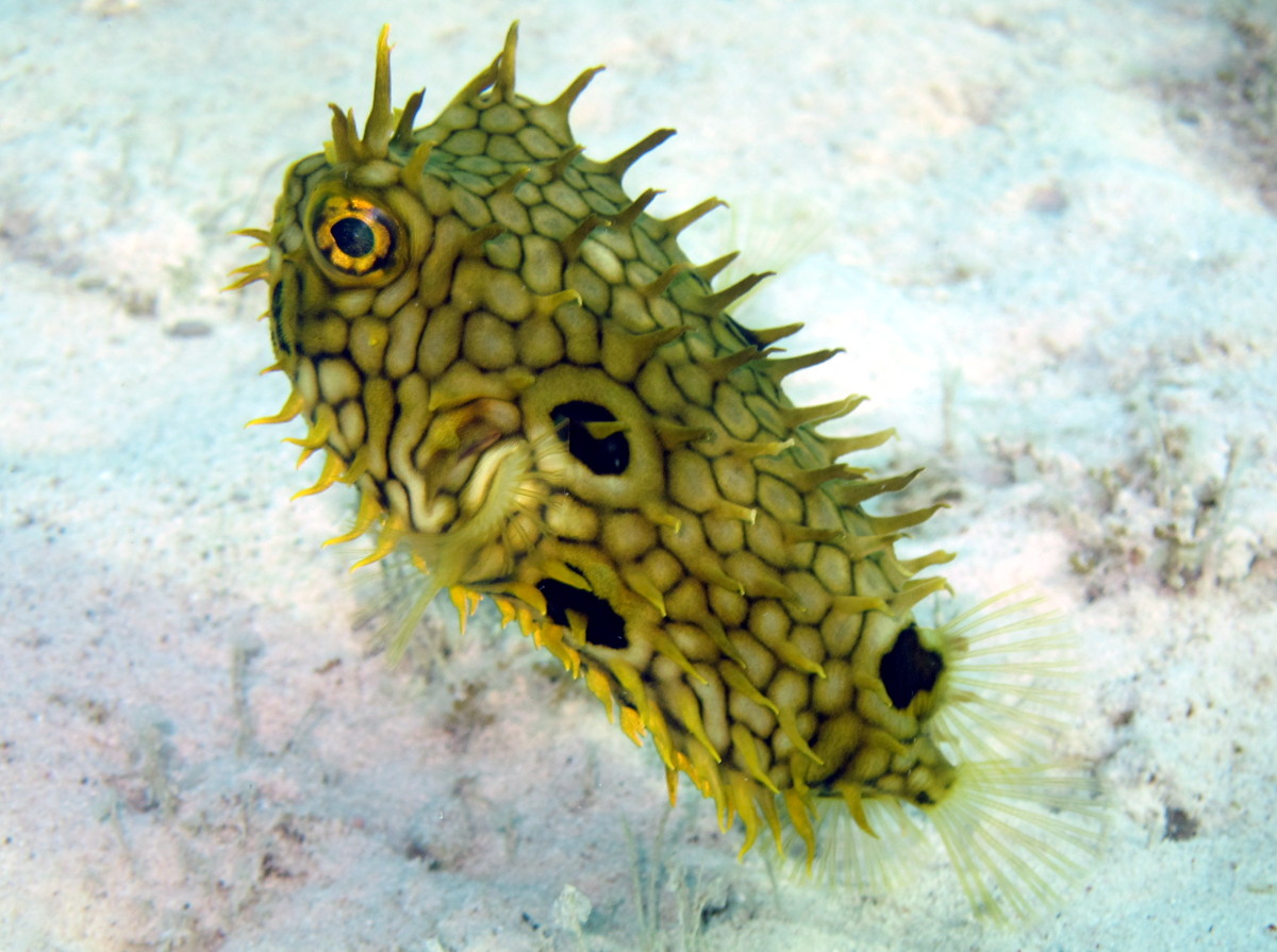 Web Burrfish - Chilomycterus antillarum