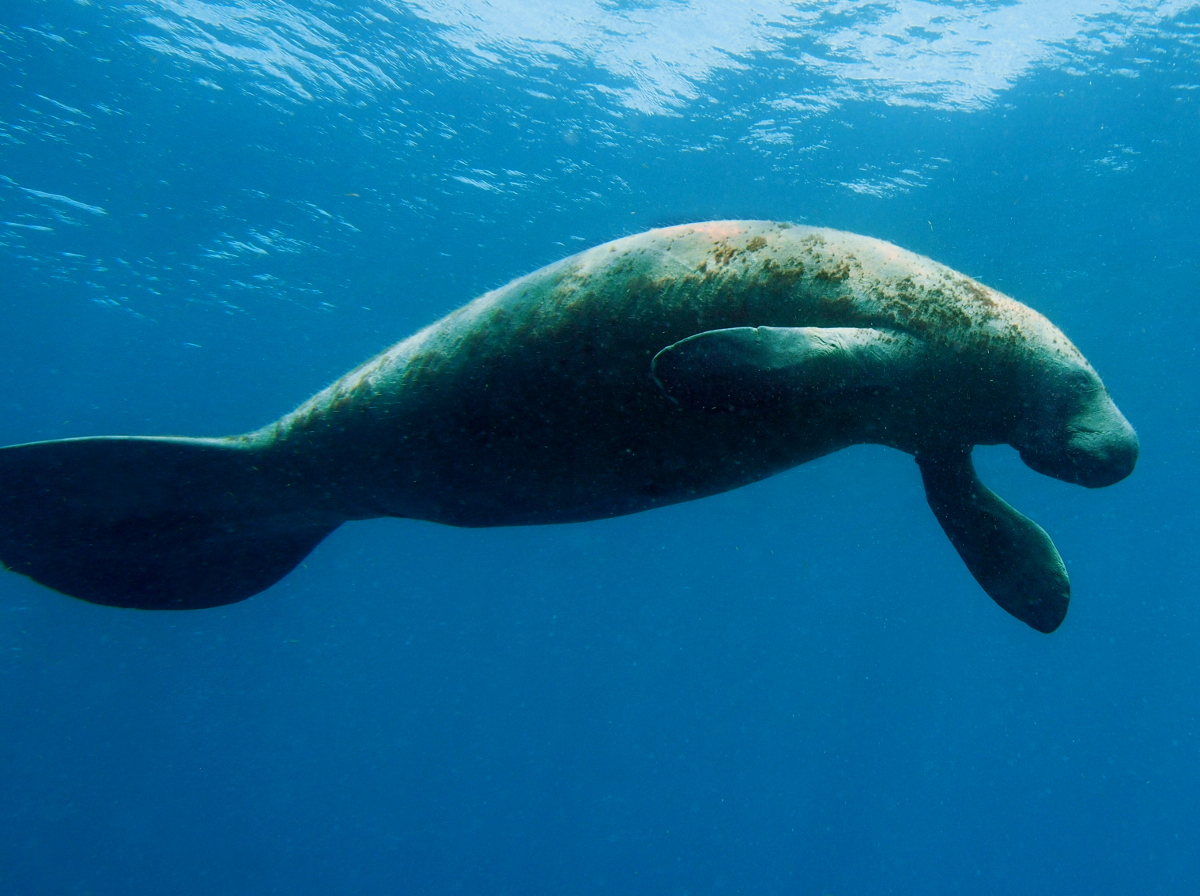 West Indian Manatee - Trichechus manatus