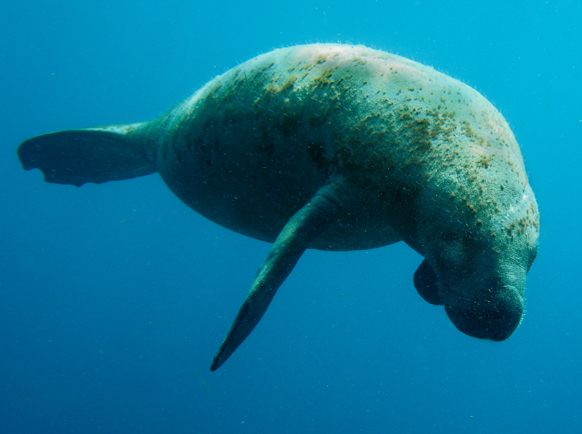 West Indian Manatee - Trichechus manatus