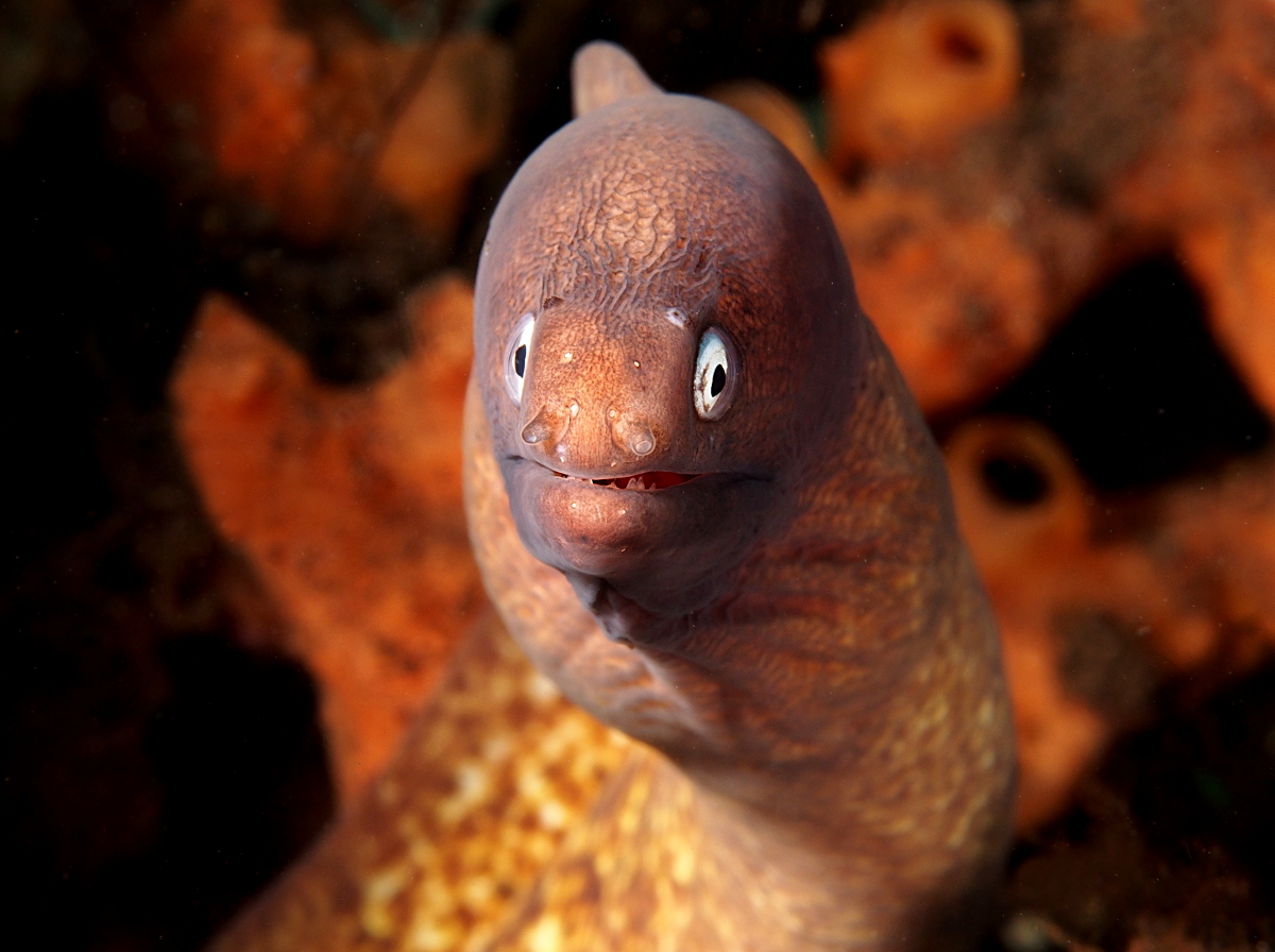 White-Eyed Moray Eel - Gymnothorax thyrsoideus