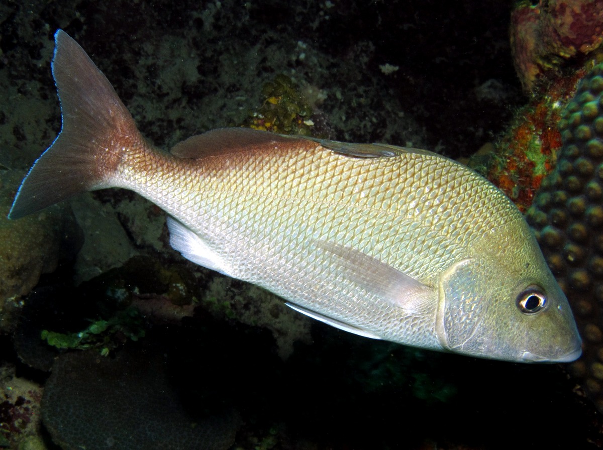 White Margate - Haemulon album