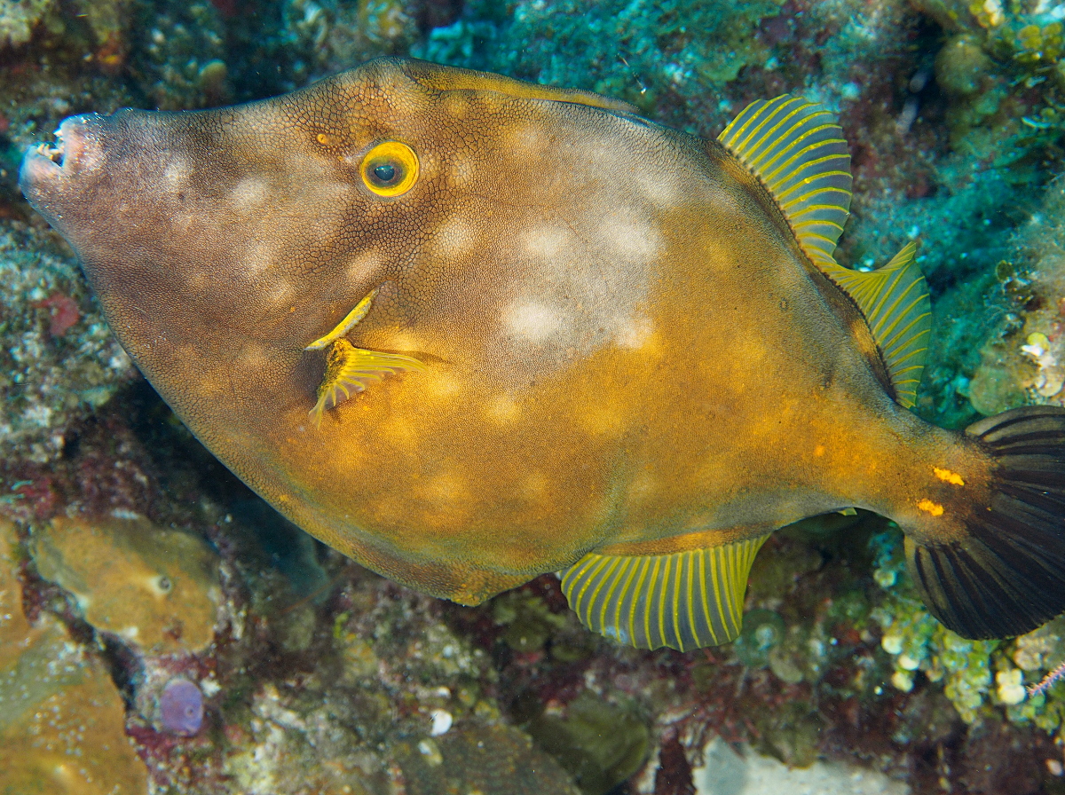 Whitespotted Filefish - Cantherhines macrocerus