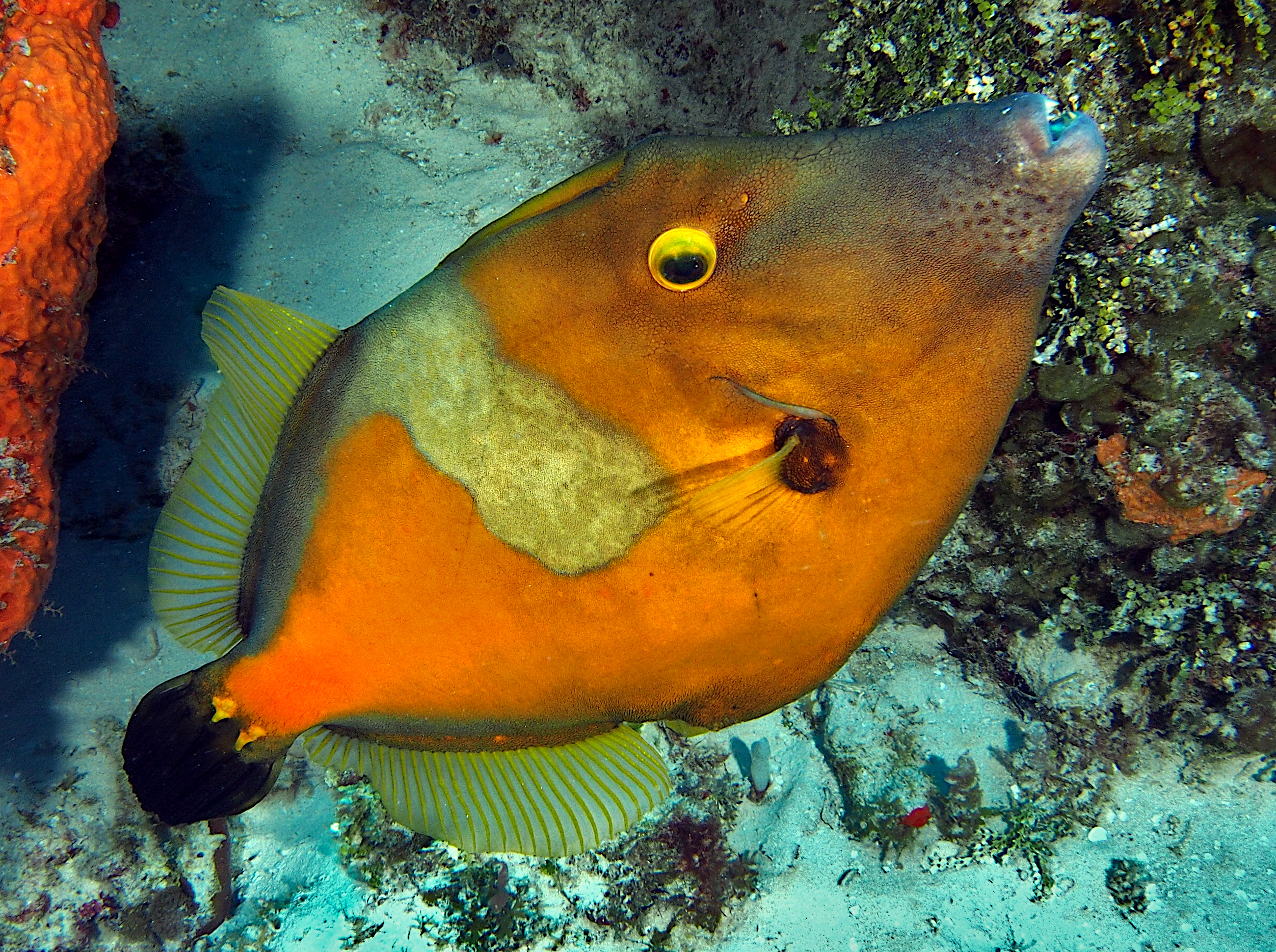 Whitespotted Filefish - Cantherhines macrocerus
