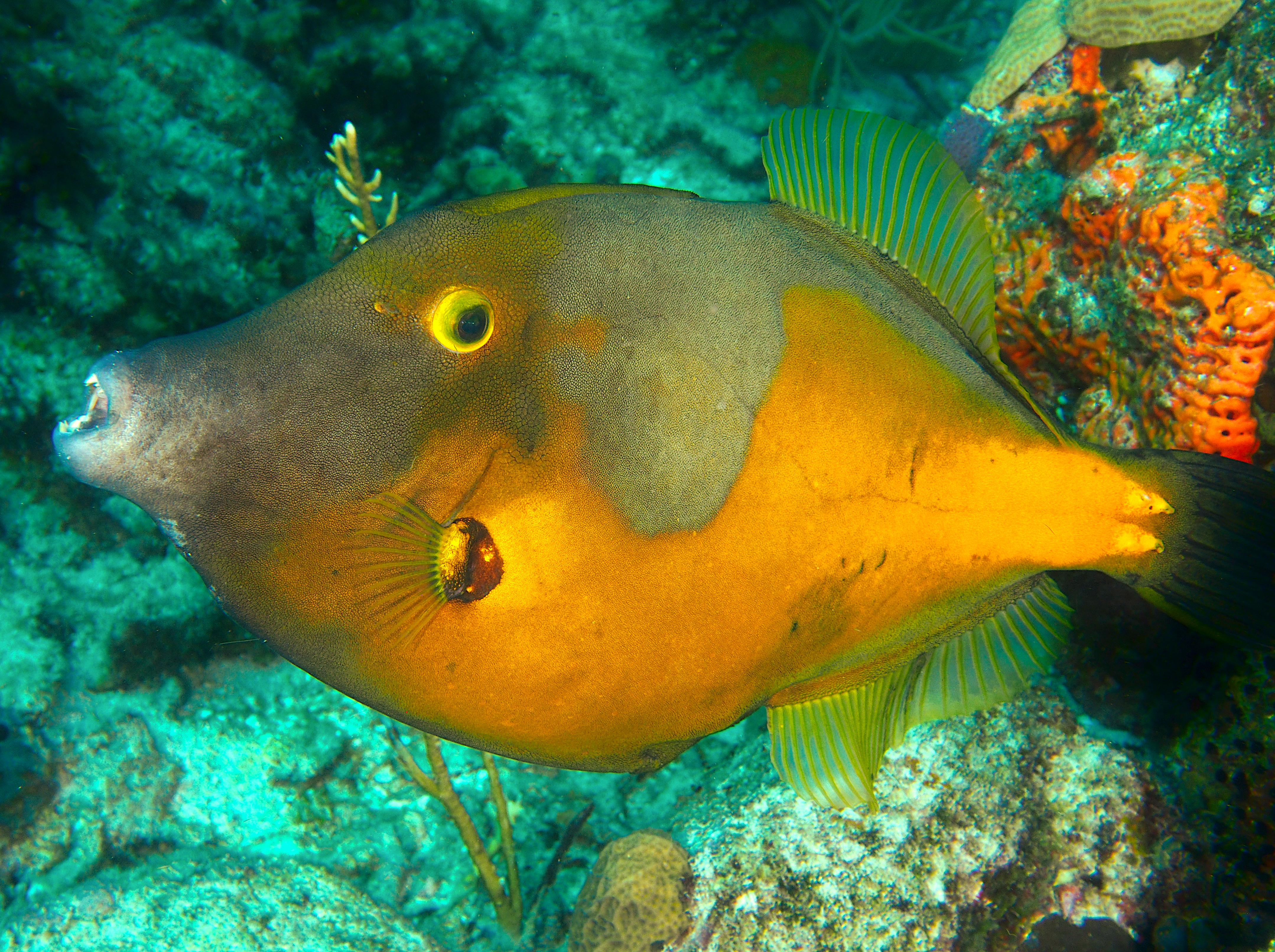 Whitespotted Filefish - Cantherhines macrocerus