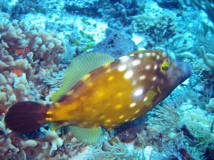 Whitespotted Filefish - Cantherhines macrocerus