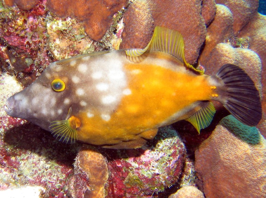 Whitespotted Filefish - Cantherhines macrocerus