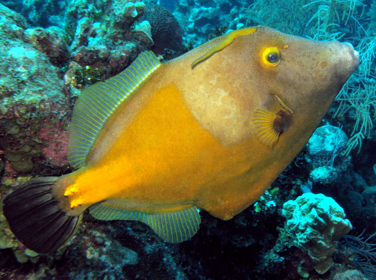 Whitespotted Filefish - Cantherhines macrocerus