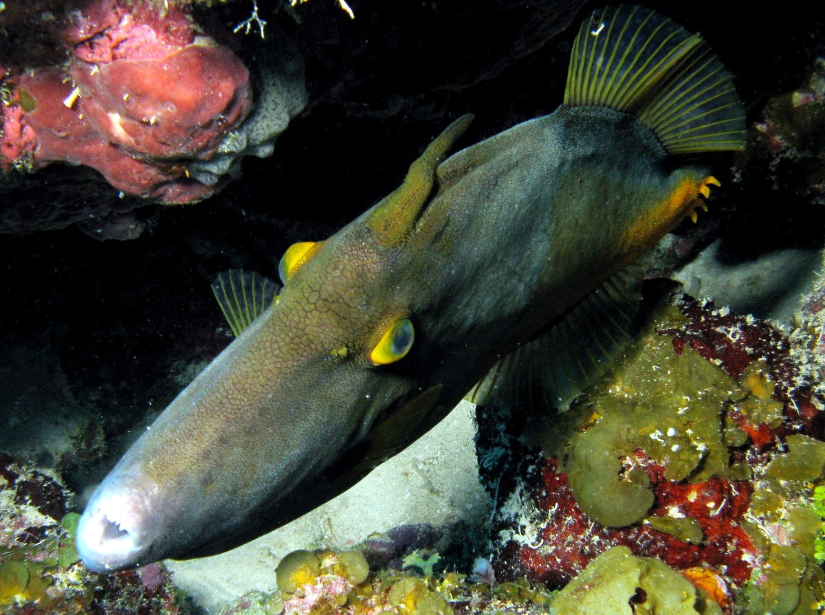 Whitespotted Filefish - Cantherhines macrocerus