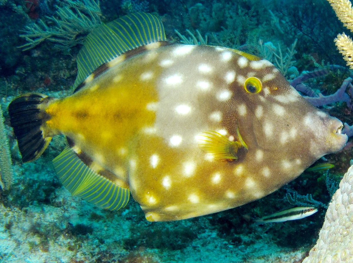 Whitespotted Filefish - Cantherhines macrocerus