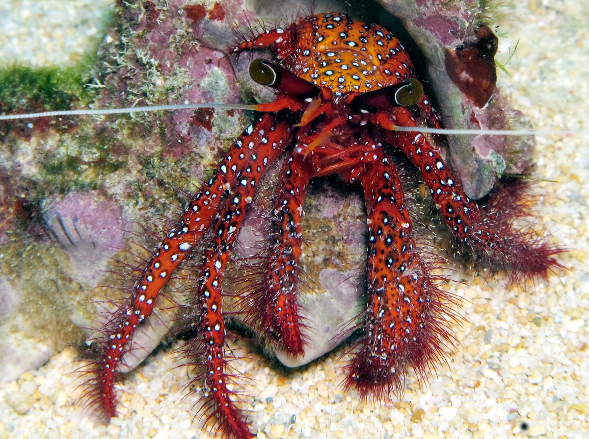 White-spotted Hermit Crab - Dardanus megistos