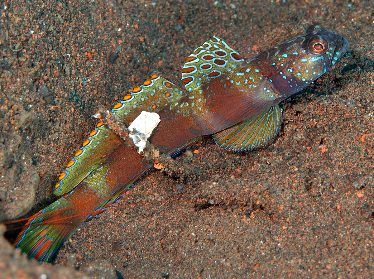 Wide-barred Shrimpgody - Amblyeleotris latifasciata - Bali, Indonesia