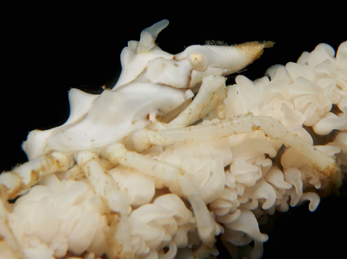 Wire Coral Crab - Xenocarcinus tuberculatus