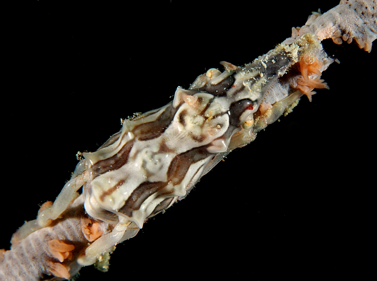 Wire Coral Crab - Xenocarcinus tuberculatus