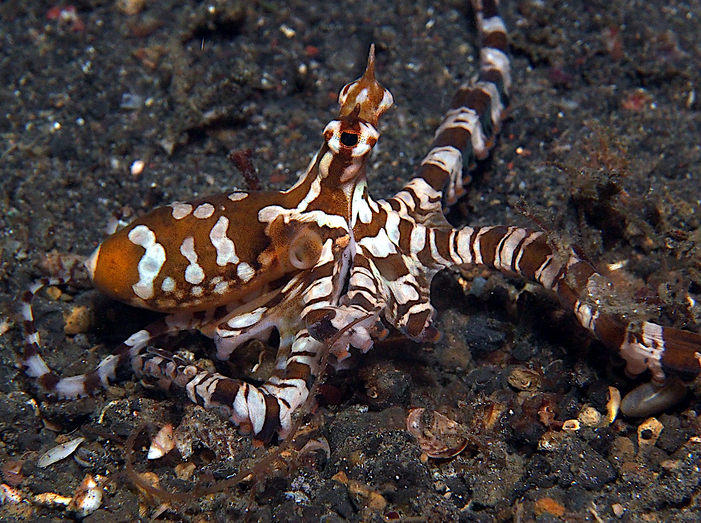 Wonderpus - Wunderpus photogenicus
