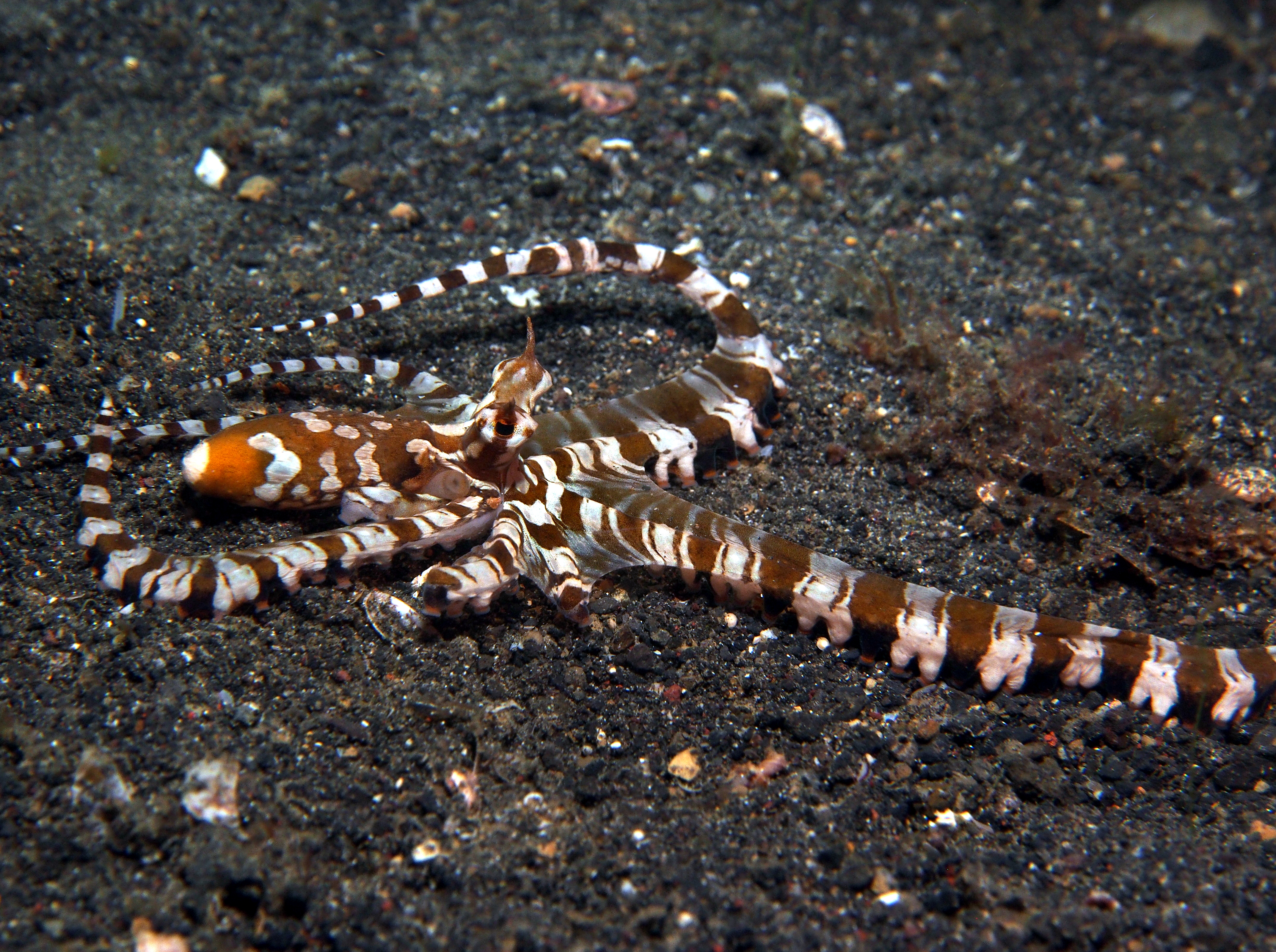 Wonderpus - Wunderpus photogenicus