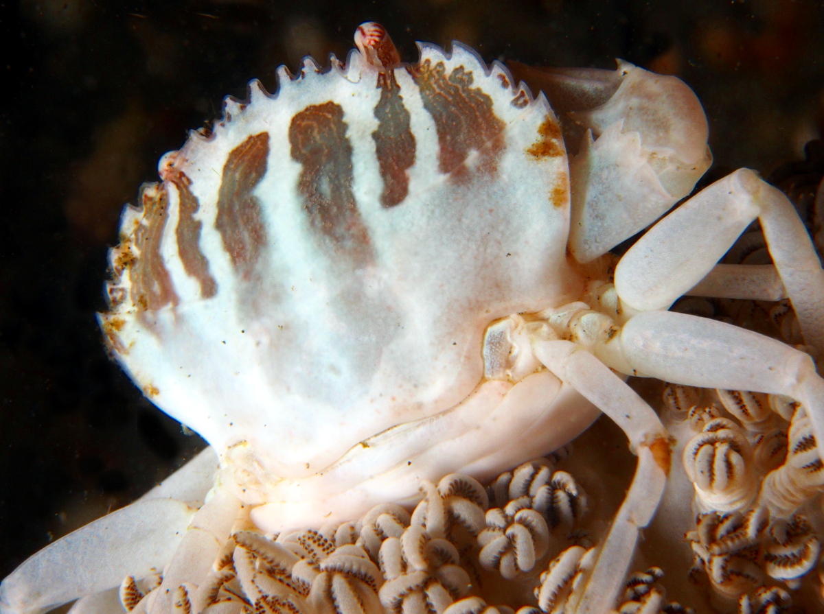 Xenia Swimming Crab - Caphyra sp. 1