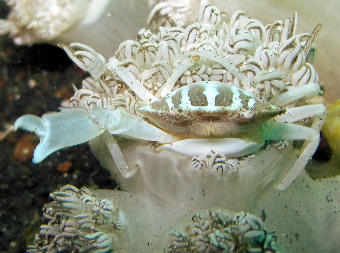 Xenia Swimming Crab - Caphyra sp. 1