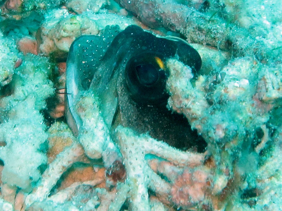 Yellowbarred Jawfish - Opistognathus randalli