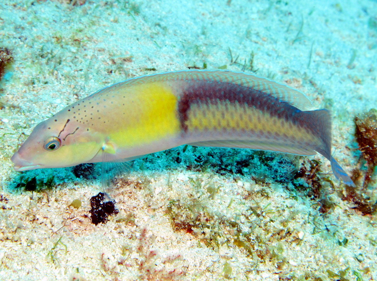 Yellowhead Wrasse - Halichoeres garnoti