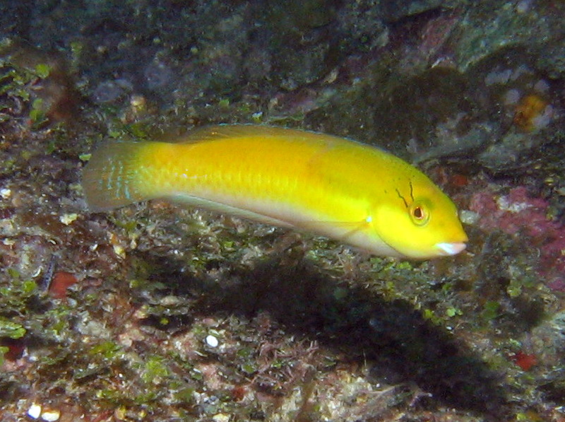 Yellowhead Wrasse - Halichoeres garnoti
