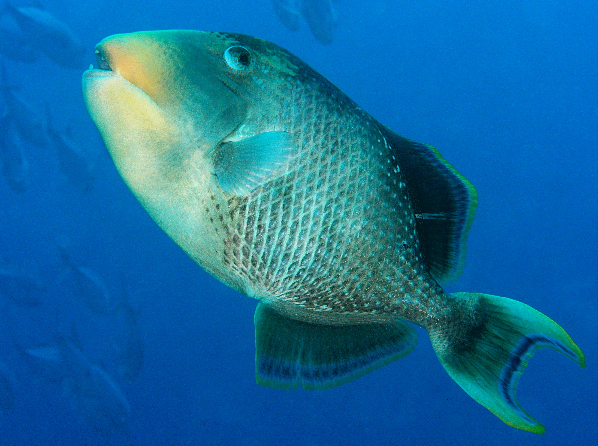 Yellowmargin Triggerfish - Pseudobalistes flavimarginatus
