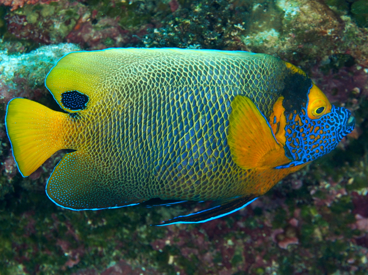 Yellow-Mask Angelfish - Pomacanthus xanthometopon