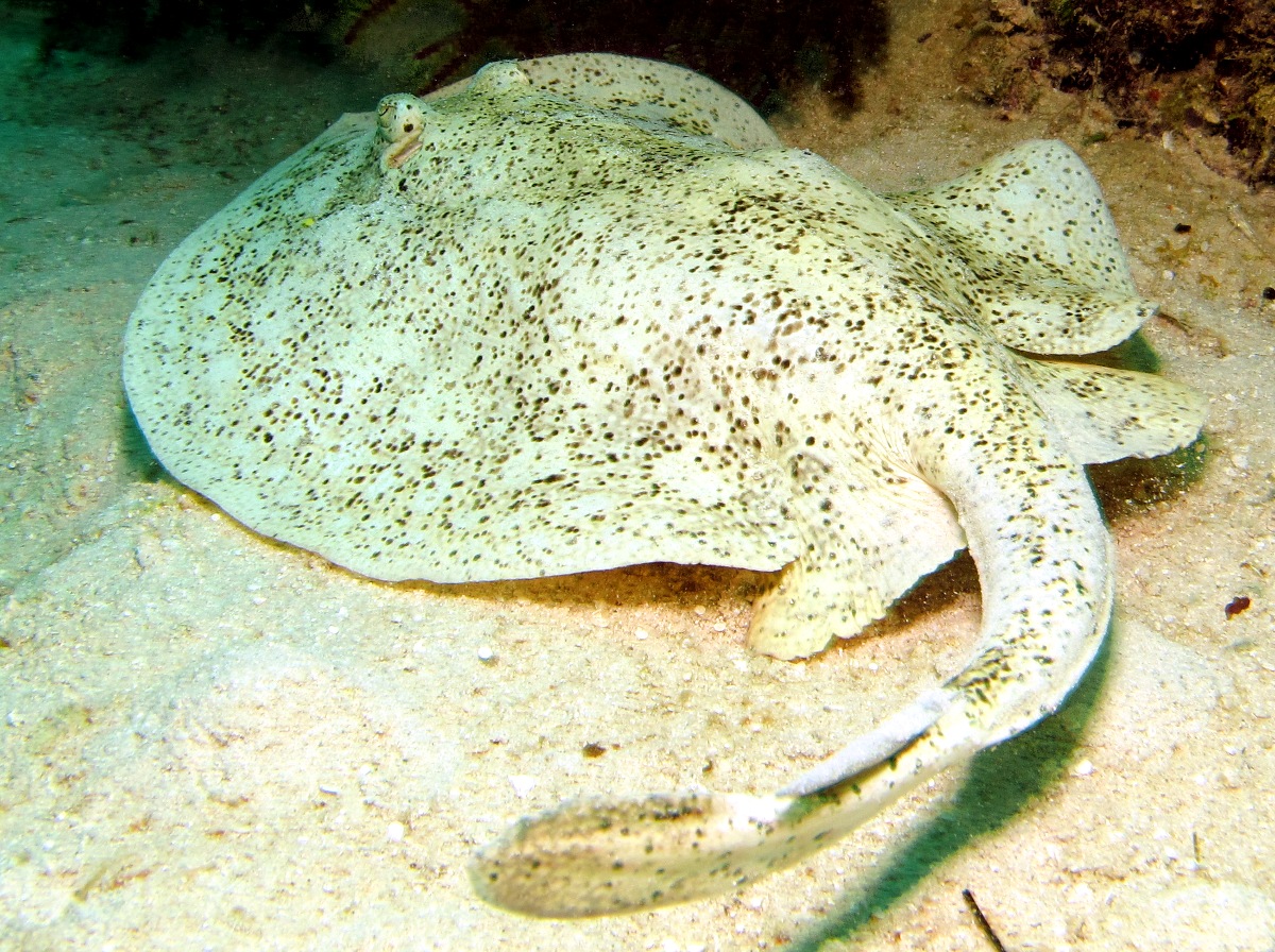 Yellow Stingray - Urobatis jamaicensis