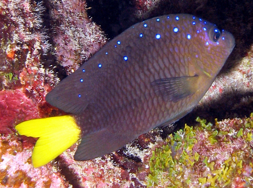 Yellowtail Damselfish - Microspathodon chrysurus