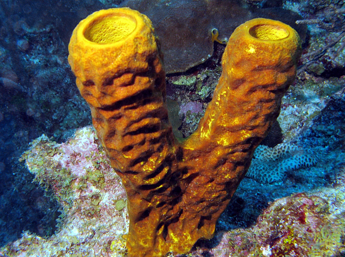 Yellow Tube Sponge - Aplysina fistularis